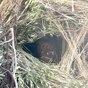 Bow Hunting Shelter