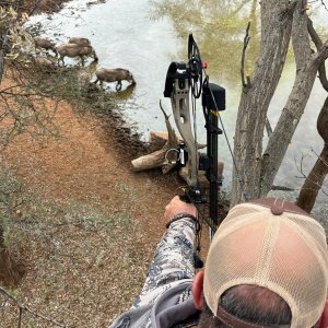 Warthog Bowhunting South Africa