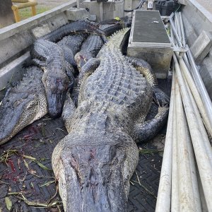 Alligator Hunting