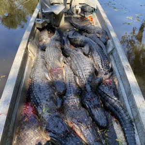 Alligator Hunting