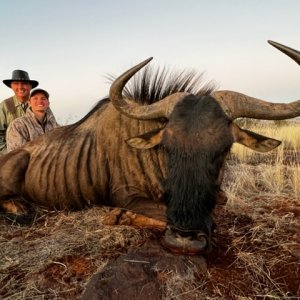 Blue Wildebeest Hunt South Africa