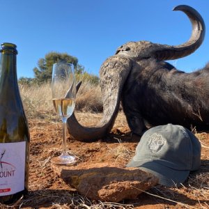 Hunting Buffalo South Africa