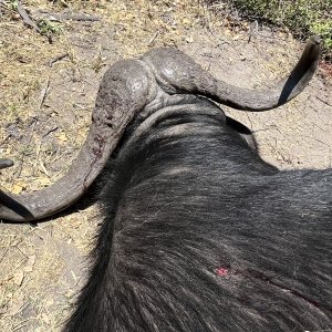 Buffalo Hunt Namibia