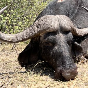 Buffalo Hunt Namibia