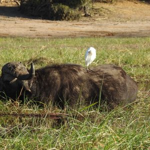 Buffalo Botswana