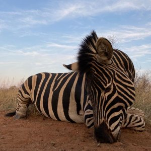 Zebra Hunting