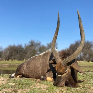 Nyala Hunting