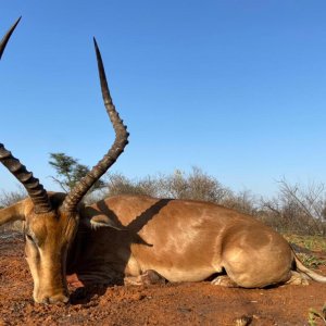 Impala Hunting