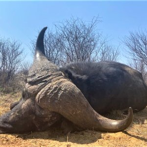 Cape Buffalo Hunting