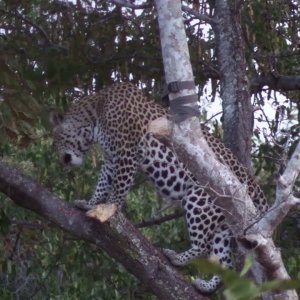 Bullet Safaris  hunt leopard lion buffalo and plains game with Professional Hunter Nathan Askew