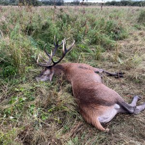 Red Stag Hunt Poland