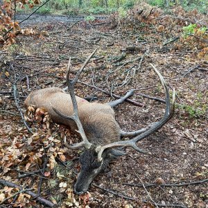 Red Stag Hunt Poland