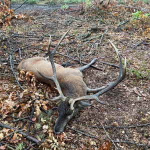 Red Stag Hunt Poland