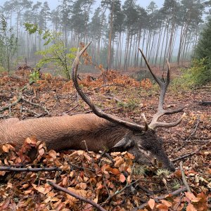 Red Stag Hunt Poland