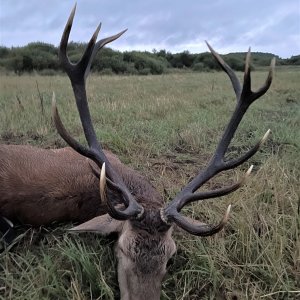 Red Stag Hunt Poland