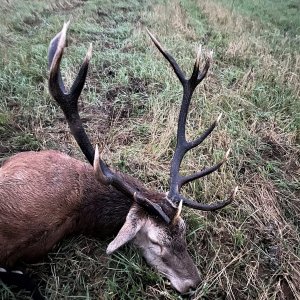 Red Stag Hunt Poland