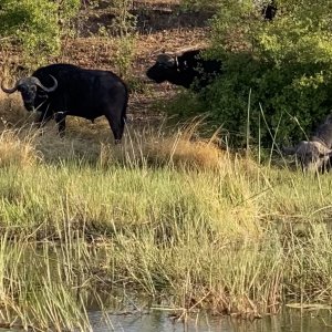 Buffalo Kwando Rivier