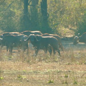 Buffalo Cows