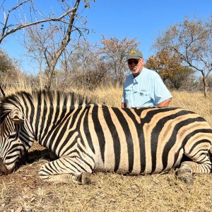 Zebra Hunt South Africa