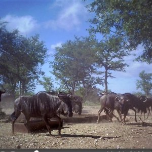 Blue Wildebeest Trail Camera South Africa