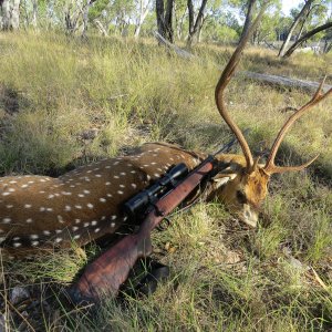 Chital Deer Hunting Australia