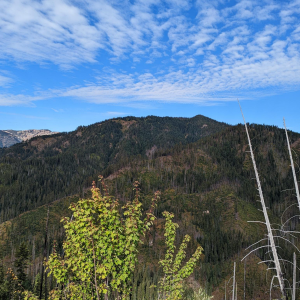 Idaho Black Bear Hunting area