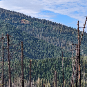 Idaho Black Bear Hunting area