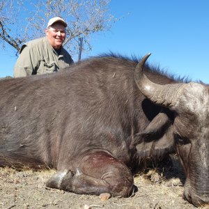 Buffalo Cow Hunt South Africa