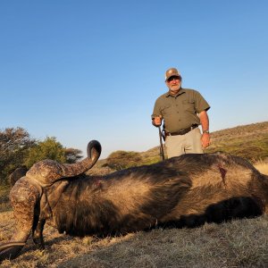 Buffalo Hunt South Africa