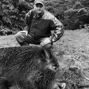 Wildboar Hunt Romania