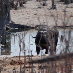 Cape Buffalo Bull