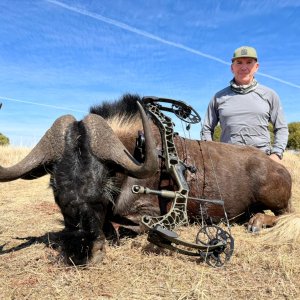 Black Wildebeest Bow Hunt South Africa