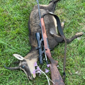 Alpine Chamois Hunting Slovenia