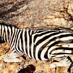 Zebra Hunting Limpopo South Africa