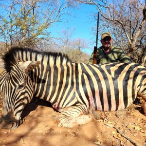 Zebra Hunting Limpopo South Africa