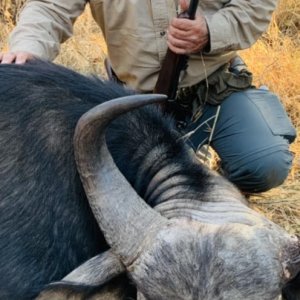 Buffalo Hunting Limpopo South Africa