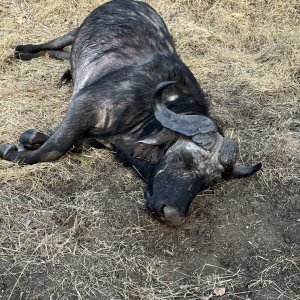 Buffalo Hunting Tanzania