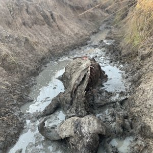 Old Buffalo Bull In Ditch