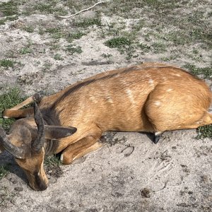 Nile Bushbuck Hunt Uganda