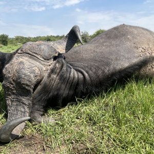 Nile Buffalo Hunt Uganda