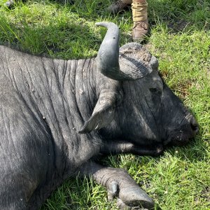 Nile Buffalo Hunt Uganda