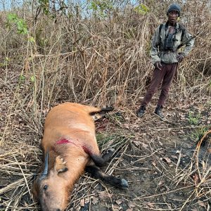 Hunting Forest Buffalo Congo