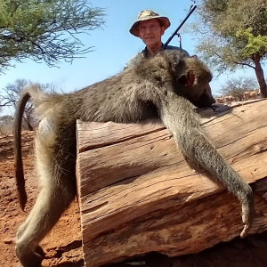 Baboon Hunting South Africa