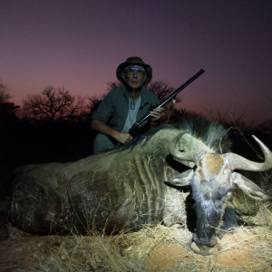 Blue Wildebeest Hunting South Africa