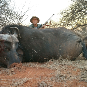 Buffalo Cow Hunting South Africa