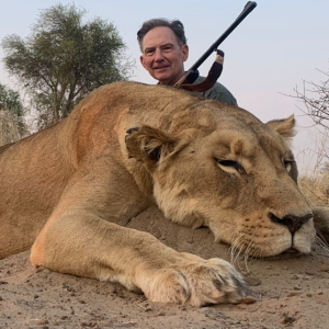 Lioness Hunting Kalahari South Africa