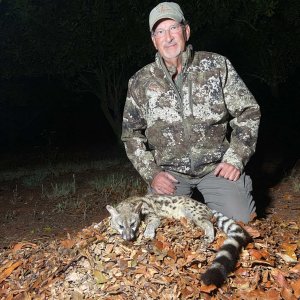 Small-Spotted Genet Hunting South Africa