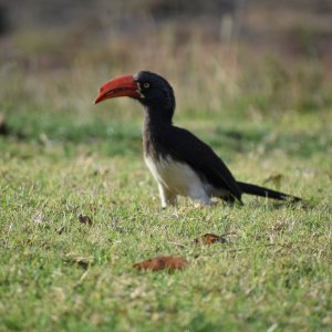 Hornbill