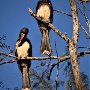 Hornbill