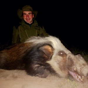 Bushpig Hunt South Africa